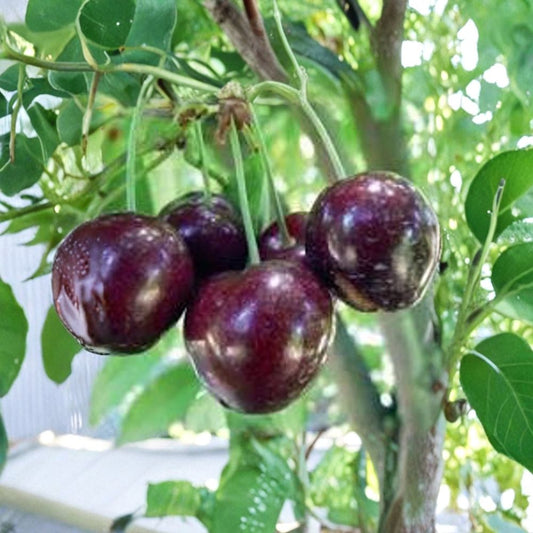 Cherry ‘Stella’ – Prunus avium Grafted Tree | 3–4 Feet Tall | Bigger Trunk | Includes 3 Gallon Nursery Pot  Self-Fertile Sweet Cherry | Crack-Resistant Fruit | Compact Garden Size