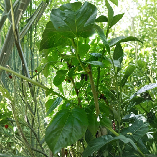 Mulberry Scion Cuttings – 5 Pack Single Variety | Grafting or Rooting Wood | Shangri La Florida Giant Tehama Options