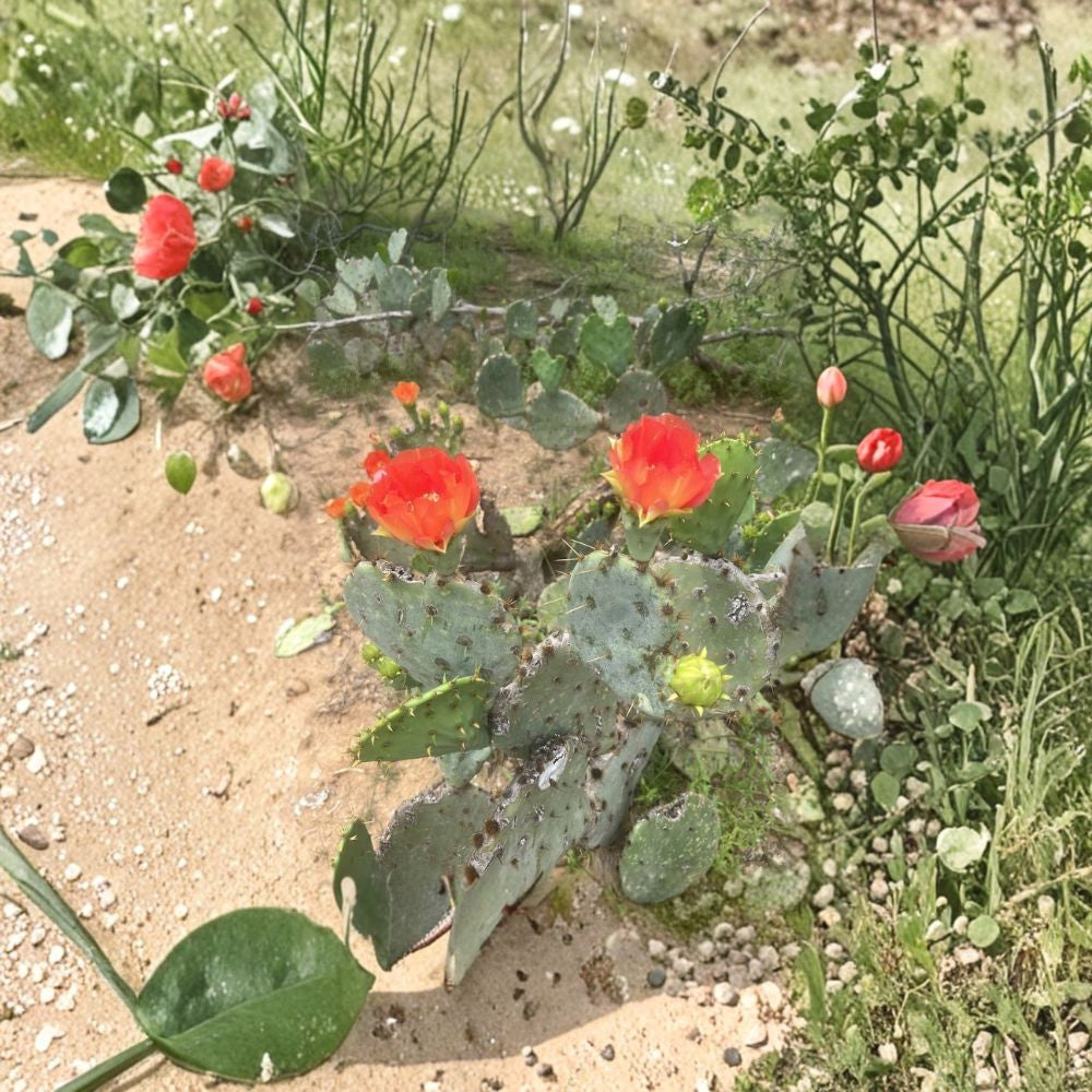 Texas Prickly Pear – Red/Orange Bloom 3 Live Pads | 3–5 Inches | South Texas Grown  Hardy Opuntia | Vibrant Flowers | Easy to Transplant