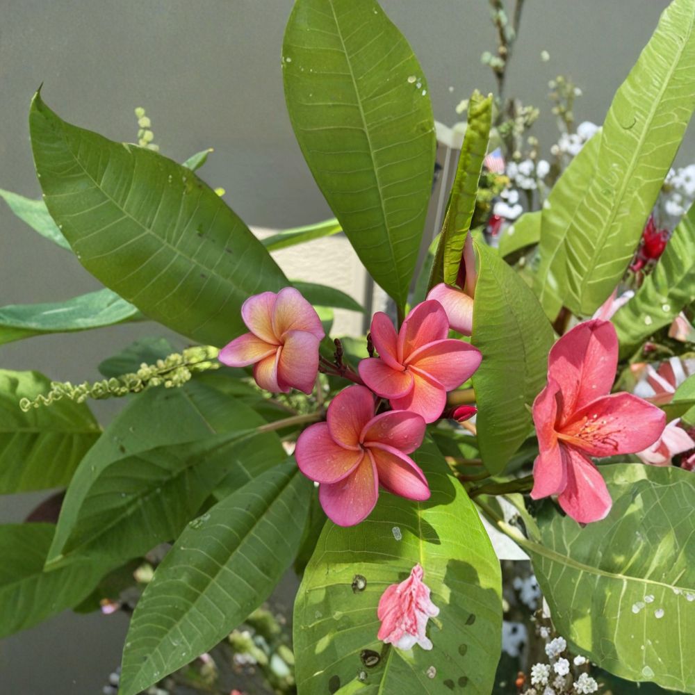 Duke Plumeria Cutting – Rare Frangipani Live Unrooted | 15–17 Inch Fresh Cutting | Tropical Flowering Plant | Florida Grown