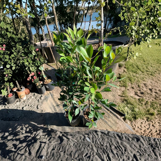 Ficus Nitida – Indian Laurel Fig (Ficus microcarpa ‘Nitida’) Live Evergreen Plant | 2 Feet Tall | Shipped in 1 Gallon Pot  Dense Green Foliage | Privacy Hedge Favorite | Fast Growing