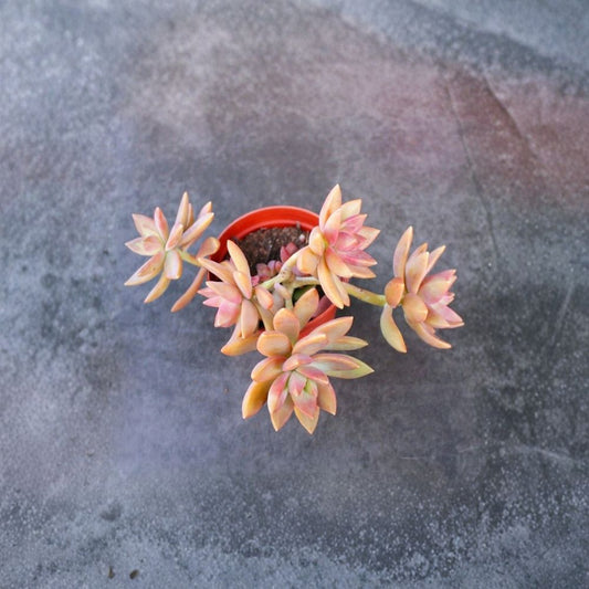 Sedum Adolphii Cuttings – 5 Golden Succulent Cuttings | Golden Sedum Plant | Terrarium & Party Favors | Easy Propagation
