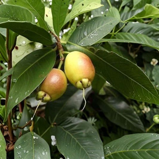 Rose Apple – Syzygium jambos Live Fruit Tree | 2–3 Feet Tall | Shipped in 3 Gallon Pot  Fragrant Rose-Scented Fruit | Ornamental White Blooms | Tropical Garden Favorite