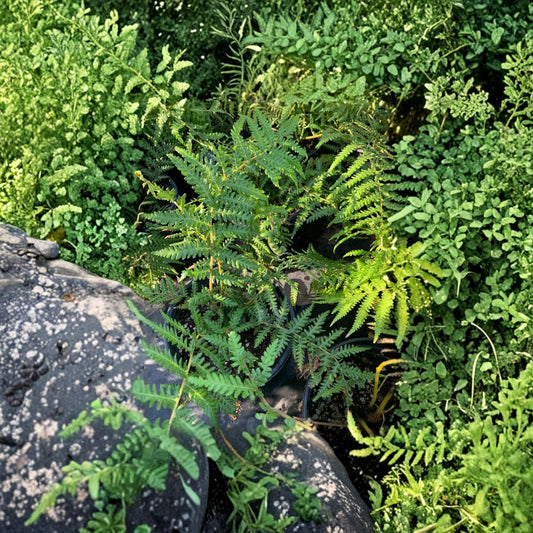 Dicksonia Fern – Tree Fern – Dicksonia spp. Live Plant | 2–3 Feet Tall | Includes 3 Gallon Nursery Pot  Tropical Tree Fern | Lush Arching Fronds | Shade Garden Statement
