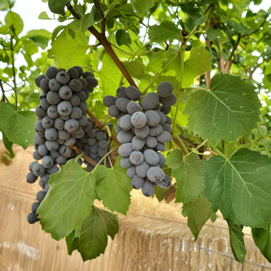 Jupiter Seedless Grape Cuttings – Vitis vinifera Live Cuttings | Set of 5 | Ready to Root | Sweet Table Grape Variety | Backyard & Garden Friendly | Easy Propagation
