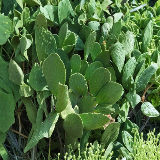 Prickly Pear Cactus Pads – Bulk Pack 50 Live Pads | Approx. 2 lbs | Edible Opuntia  Hardy Desert Plant | Xeriscape & Garden Ready