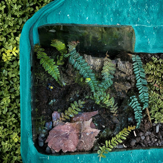 Marcgravia Umbellata “Red” – Rare Terrarium Vine Cutting | Live Shingling Plant | Dart Frog Safe Vivarium Plant