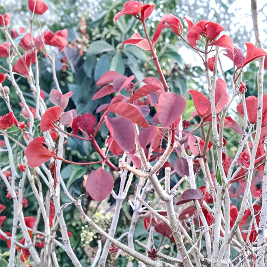 Euphorbia Cotinifolia – 2 Red Leaf Cuttings 8–10 Inch | Caribbean Copper Plant | Tropical Tree Starter | Ornamental Foliage Plant