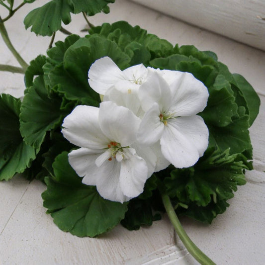 White Zonal Geranium Cuttings Set of 3 | Pelargonium Live Flower Cuttings 6 Inch | Easy Garden Plant | Summer Blooms | No Pot