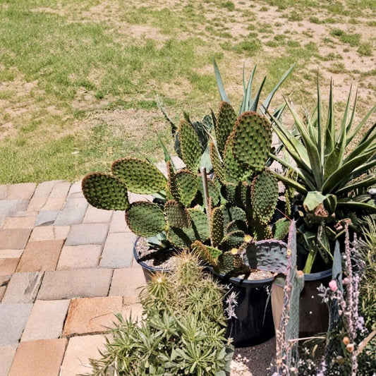 Opuntia lubrica – Prickly Pear Cactus Live Unrooted Pad | 3–6 Inches | Easy to Grow  Desert Hardy | Low Water | Unique Opuntia Variety