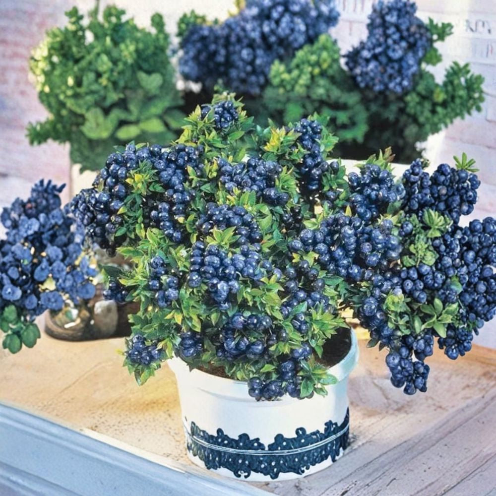 Blueberry ‘Top Hat’ – Vaccinium corymbosum ‘Top Hat’ Live Dwarf Blueberry | 1 Foot Tall | Shipped in 6" Pot  Compact Edible Plant | Perfect for Containers | Sweet Summer Berries