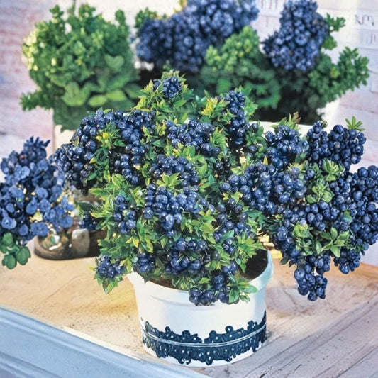 Blueberry ‘Top Hat’ – Vaccinium corymbosum ‘Top Hat’ Live Dwarf Blueberry | 1 Foot Tall | Shipped in 6" Pot  Compact Edible Plant | Perfect for Containers | Sweet Summer Berries