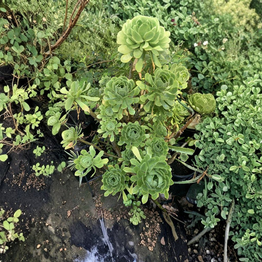 Aeonium Arboreum Cuttings Set of 4 | Tree Aeonium Succulent 4 Inch Rosettes | Easy to Grow Succulent | Yellow Bloom Plant | No Pot
