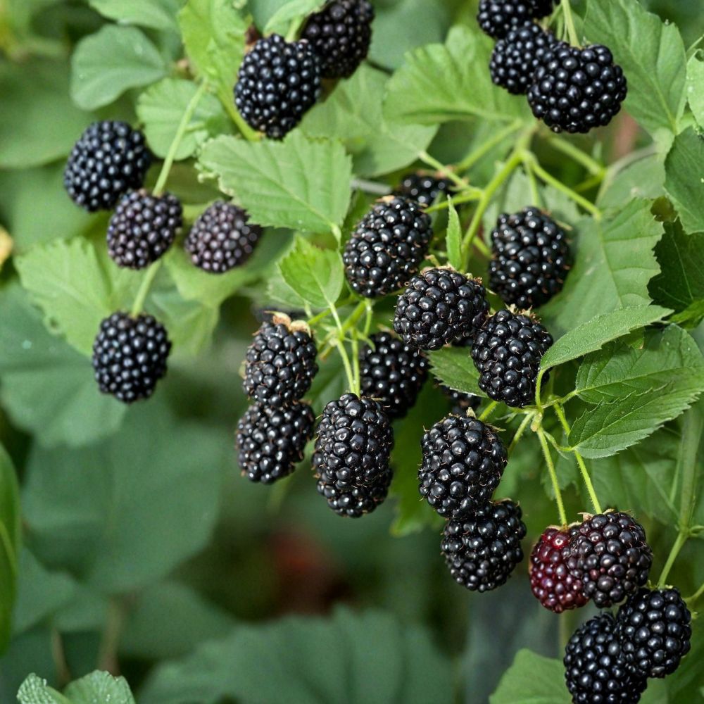 Osage Thornless Blackberry – 1 Live Plant | 1–2 Year Old Well Rooted | Sweet High Yield Berry Bush | Easy Grow Backyard Fruit Plant