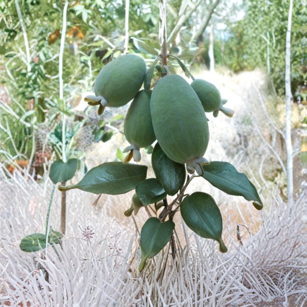 Pineapple Guava Cuttings – Edenvale Feijoa sellowiana Scion Wood | 3 Unrooted Cuttings | Rare Fruit Tree | Easy Grow Shrub
