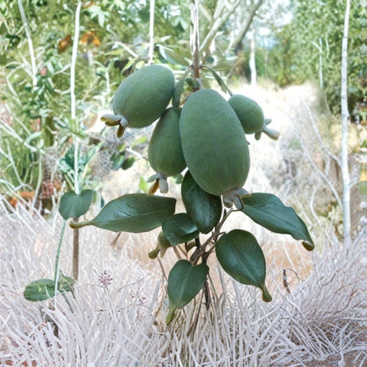 Pineapple Guava Cuttings – Edenvale Feijoa sellowiana Scion Wood | 3 Unrooted Cuttings | Rare Fruit Tree | Easy Grow Shrub