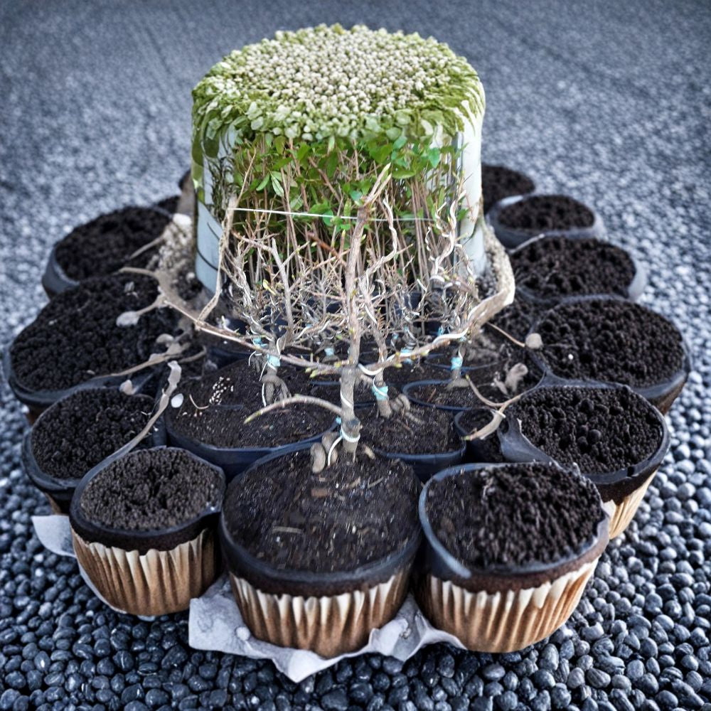 Bonsai Mai Vàng Việt Nam – Vietnamese Yellow Apricot Live Bonsai | Includes 3 Gallon Nursery Pot  Traditional Tết Flower | Golden Yellow Blooms | Ornamental Bonsai Form