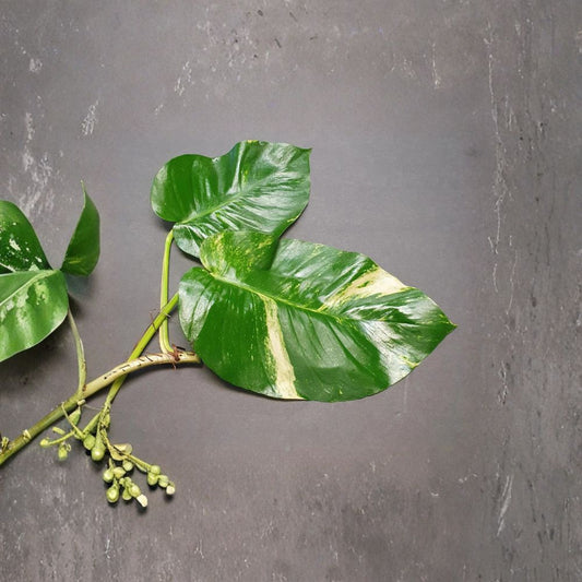 Hawaiian Pothos Cuttings – Epipremnum aureum Live Rooted Cuttings | 2 Large Leaves + 5 Small Cuttings | Bonus Cutting Included | Indoor & Outdoor Houseplant | Easy to Grow