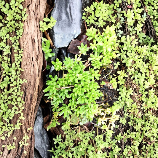 Sedum Sarmentosum Cuttings – 60 Pack Live Creeping Succulent | Fast Growing Ground Cover | Hardy Perennial Sedum