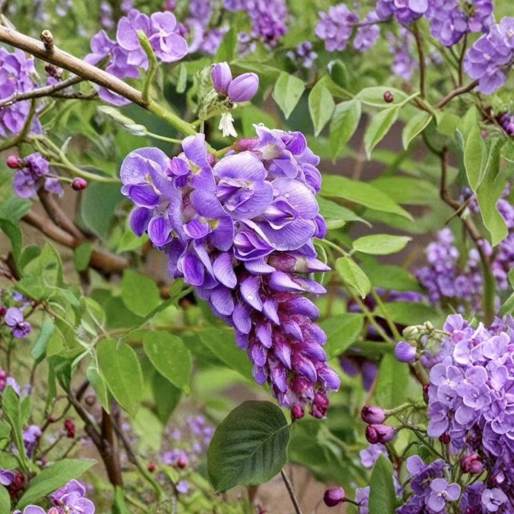 Purple Wisteria Cuttings Set of 10 | Hardy Wisteria Vine Unrooted | Fast Growing Climbing Plant | Zones 4–9 | No Pot