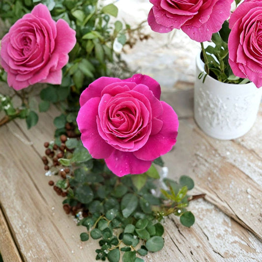 Fragrant Dark Pink Rose Cuttings – 5 Live Stem Cuttings for Planting | Large Bloom Variety | Garden Rose Starter | Romantic Backyard Flower | Easy to Grow
