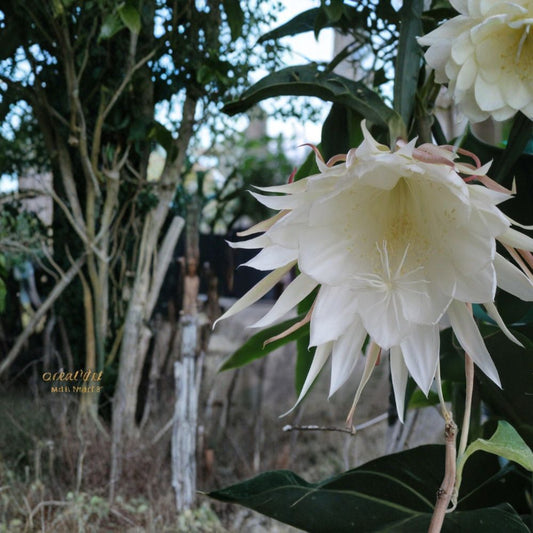 Epiphyllum Oxypetalum Cutting – Queen of the Night | 6–10 Inch Unrooted Orchid Cactus | Fragrant White Bloom Plant