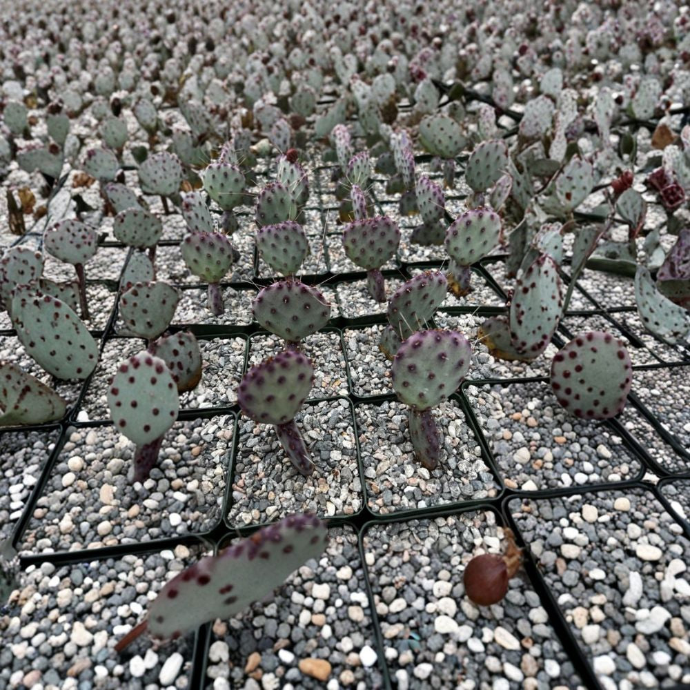 Purple Prickly Pear Cactus – Opuntia Species Live Plant in 3" Pot | Rare Desert Succulent  Vibrant Purple Pads | Low Maintenance | Collector Favorite