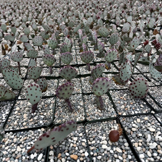 Purple Prickly Pear Cactus – Opuntia Species Live Plant in 3" Pot | Rare Desert Succulent  Vibrant Purple Pads | Low Maintenance | Collector Favorite