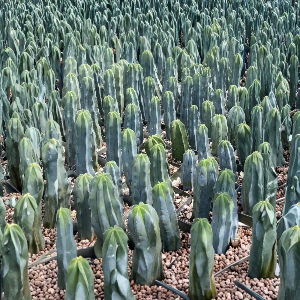 Myrtillocactus geometrizans Seeds – Blue Candle Cactus | 25 Seeds | Grafting Rootstock | Succulent Cactus | Easy to Grow
