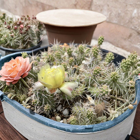 Opuntia fragilis ‘SLC’ – Brittle Prickly Pear 2 Cold Hardy Cuttings | Zone 4 Cactus | Rare Selection  Salt Lake Valley Native | Ultra Hardy | Compact Clumping