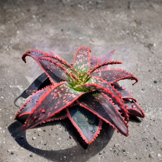 Aloe ‘Christmas Carol’ – Aloe Hybrid Live Succulent | Compact Rosette | Shipped in 6" Pot  Festive Red & Green Color | Sun-Enhanced Hues | Collector Favorite