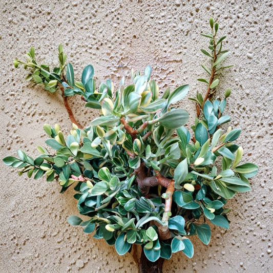 Crassula Ovata ‘Tricolor’ – Variegated Jade Leaf Cuttings | 4 Pack Lemon Lime Pink Succulent | Easy Propagation Houseplant