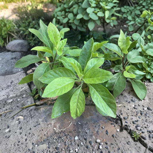 Longevity Spinach Cuttings – Gynura procumbens Live Unrooted Cuttings | Set of 5 | Edible Medicinal Plant | Tropical Garden Green | Easy to Grow