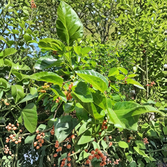 Black Mulberry Tree Cuttings – 30 Fresh Unrooted Cuttings | Large Sweet Fruit Variety | Mulberry Propagation Stems | Grow Your Own Fruit Tree