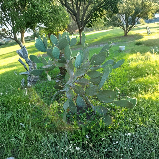 Eastern Prickly Pear – Opuntia humifusa 3 Large Unrooted Pads | Cold Hardy Cactus | Easy to Grow  Zone 5 Hardy | Low Water | Native Landscape Favorite