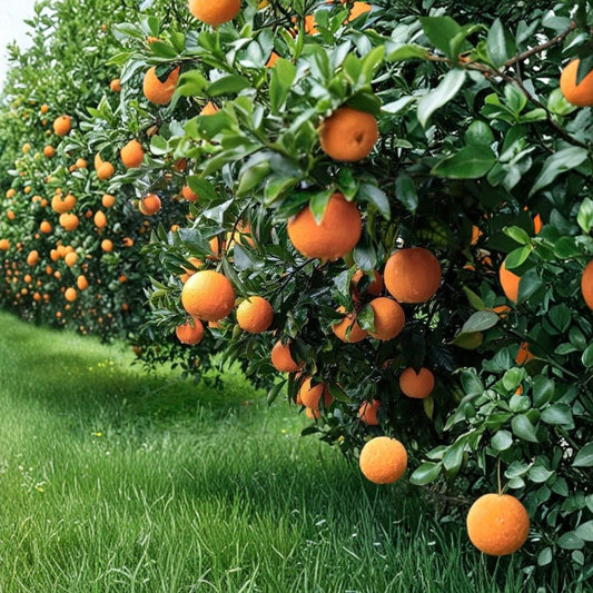 Orange Scion Cuttings – 5 Pack 6–8 Inch Citrus Cuttings | Fresh Grafting Scions | Fruit Tree Propagation | Easy Grow