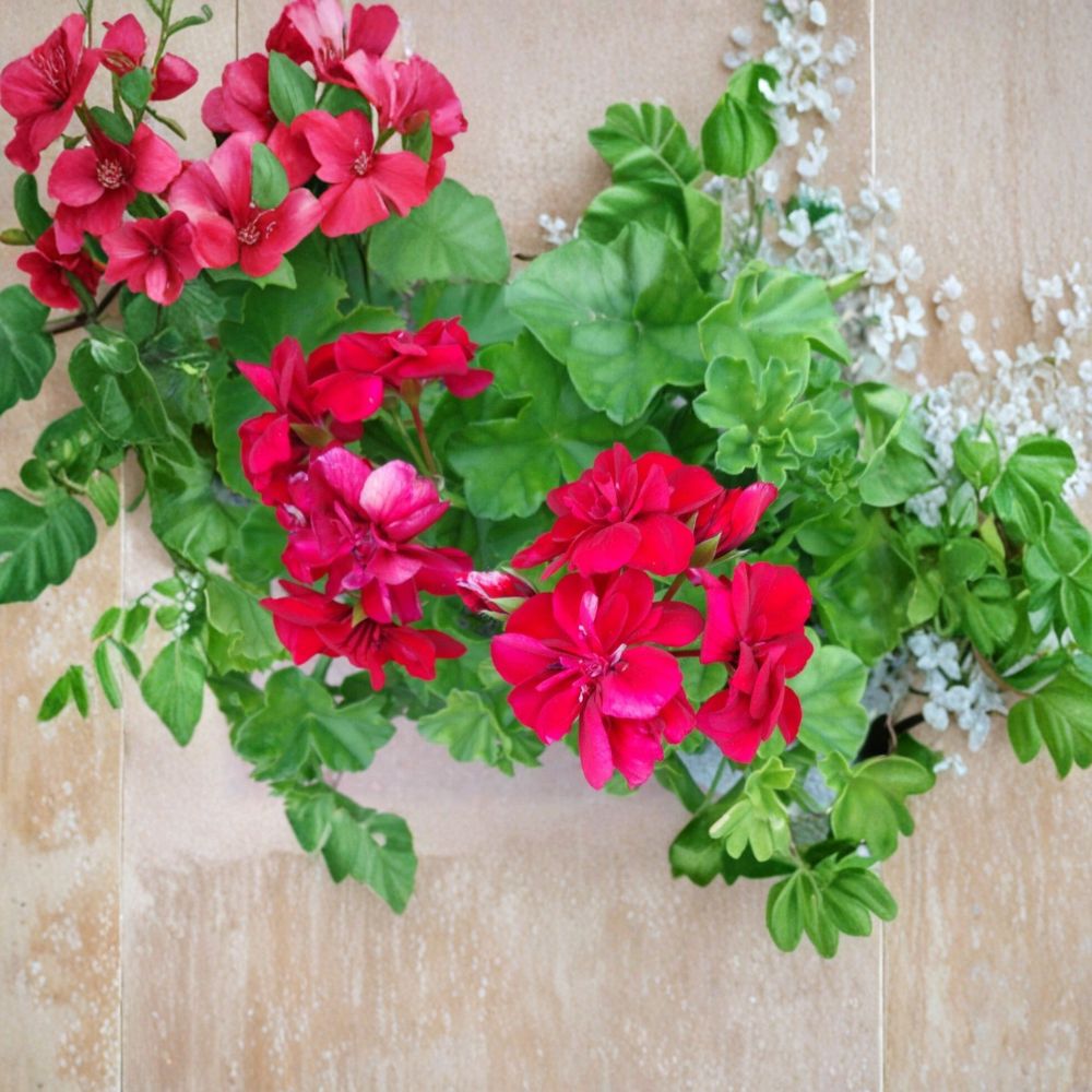 Ivy Geranium Cuttings – Rose Red Pelargonium Peltatum Live Unrooted | Set of 3 | 6 Inch Starter Cuttings | Fragrant Flower Plant