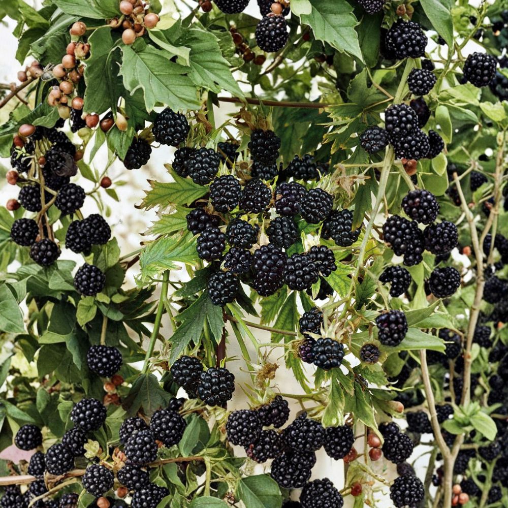 Natchez Thornless Blackberry – 1 Live Starter Plug | Rubus Berry Plant | 3–6 Inches Tall | Early Ripening Sweet Fruit | Bare Root Blackberry Plant