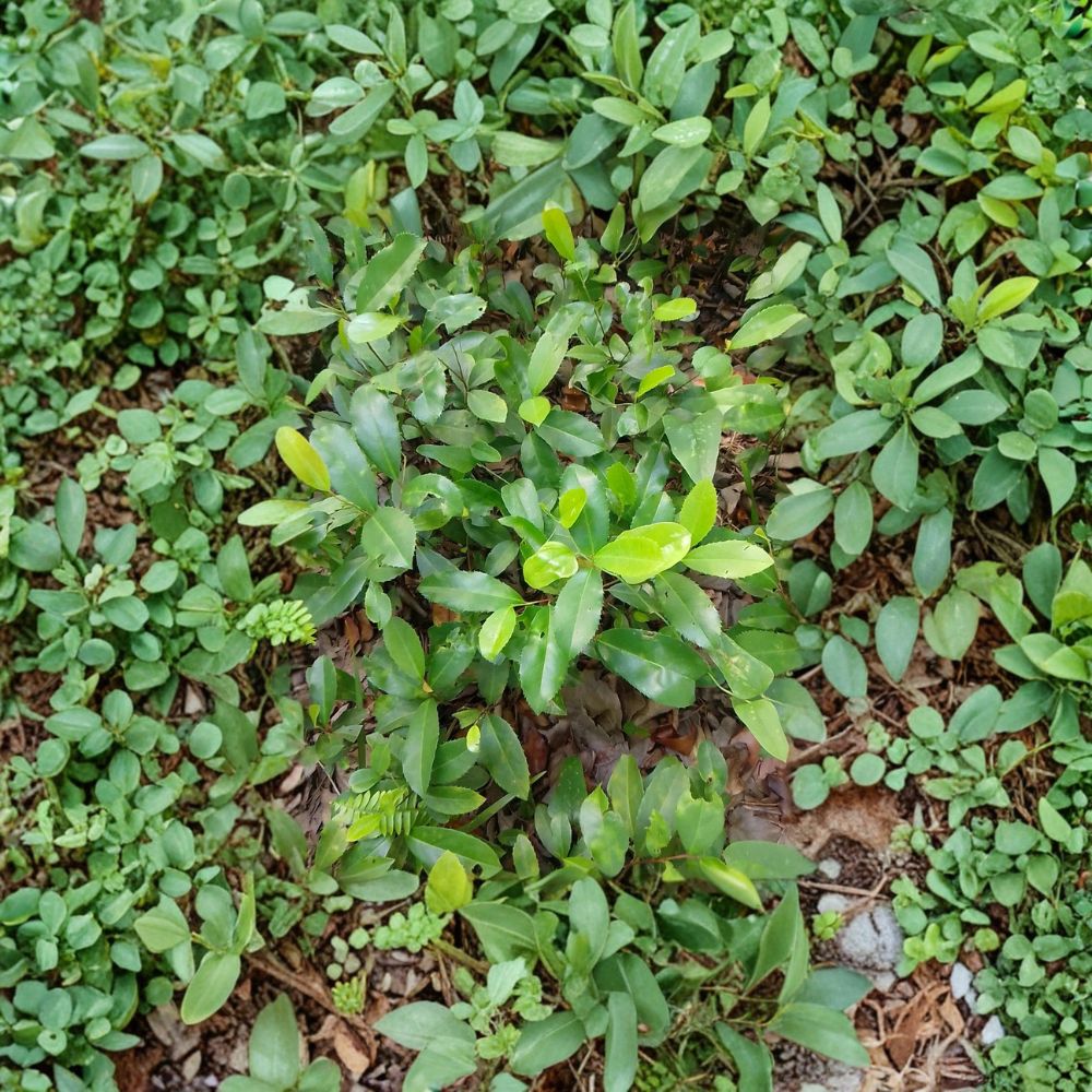 Live Oak Tree Seedlings Set of 10 | Quercus Virginiana Evergreen Oak | Rooted Plants 10–12 Inch | Shade Tree Starter | Outdoor Plant