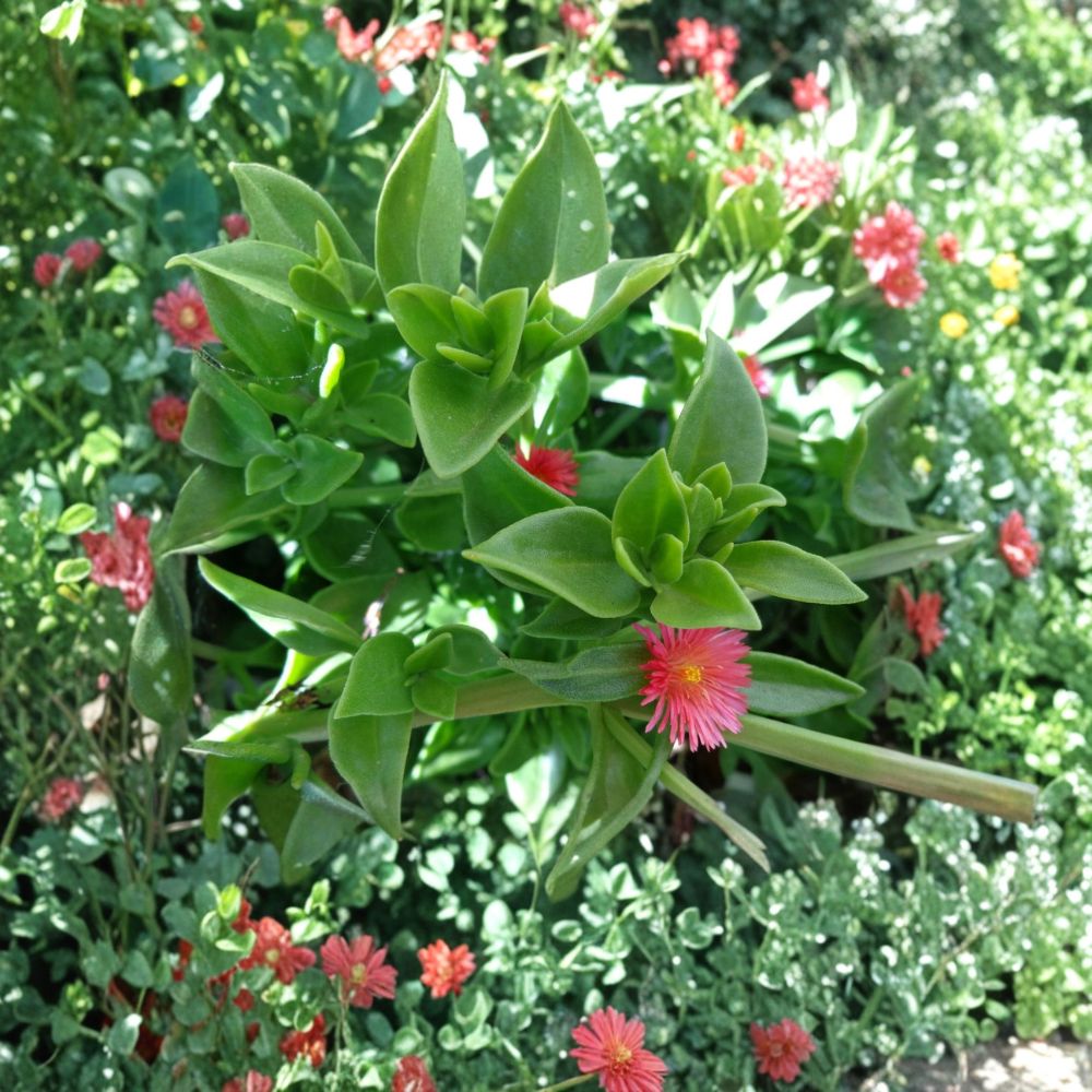 Aptenia Cordifolia Cuttings – 20 Pack Baby Sun Rose | Red Pink Ice Plant Succulent | 4–7 Inch Ground Cover