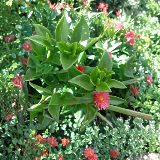 Aptenia Cordifolia Cuttings – 20 Pack Baby Sun Rose | Red Pink Ice Plant Succulent | 4–7 Inch Ground Cover