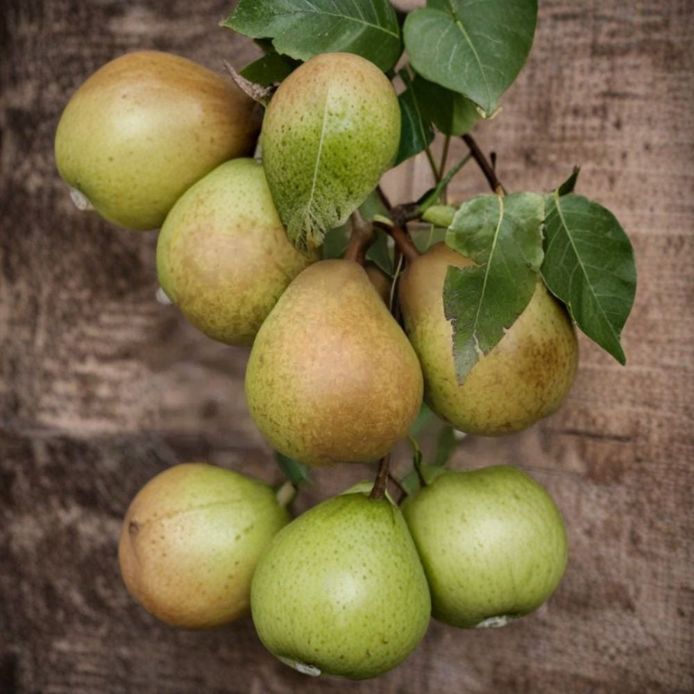 Josephine de Malines Pear – Pyrus communis 25+ Seeds | Heirloom European Variety | Free Shipping  Sweet Dessert Pear | Home Orchard Starter