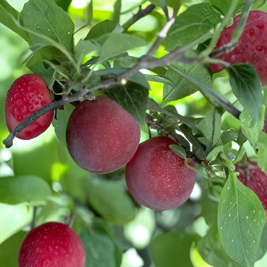 Plum ‘Beauty’ – Prunus salicina ‘Beauty’ Live Fruit Tree | 3 Feet Tall | Shipped in 1 Gallon Pot  Sweet-Tart Flavor | Early Season Harvest | Fast Growing & Productive