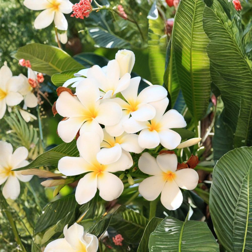 White Plumeria Cutting 10 Inch | Frangipani Tropical Flower Plant | Hawaiian Lei Flower | Easy to Root | No Pot