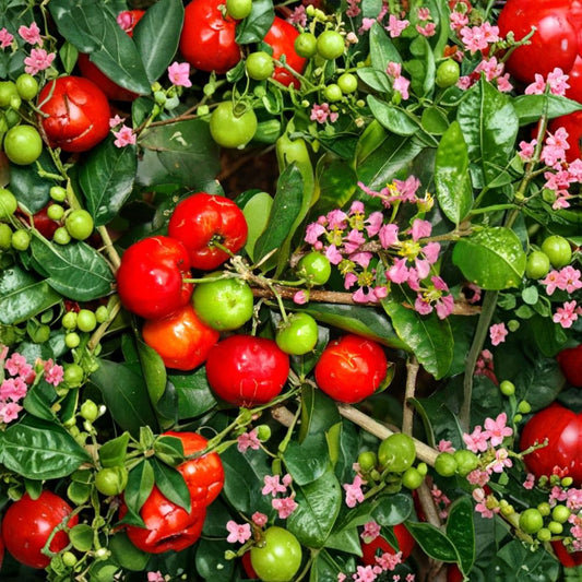 Barbados Cherry Seeds – Malpighia emarginata Live Seeds | 5 Pack | Acerola Tropical Fruit Tree | High Vitamin C Superfruit | Backyard & Container Friendly
