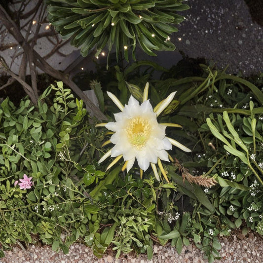 Lisa Dragon Fruit – 10–18 Inch Cuttings | Hylocereus Polyrhizus | Some Rooted Pitaya | Sweet Red Flesh Fruit Plant