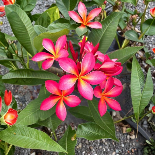 Hawaiian Plumeria Cutting – Pink Yellow Flower Frangipani | 6–8 Inch Fresh Cutting | Tropical Flowering Tree Starter