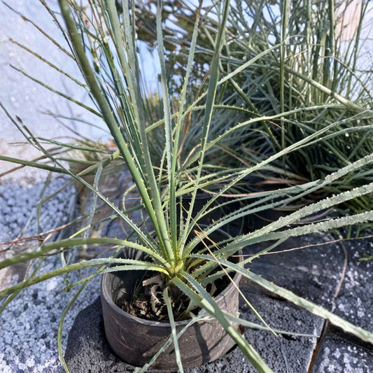 Dasylirion wheeleri – Desert Spoon Live Plant | 6 Inch Pot | Architectural Desert Accent  Drought Tolerant | Sculptural Foliage | Xeriscape Favorite