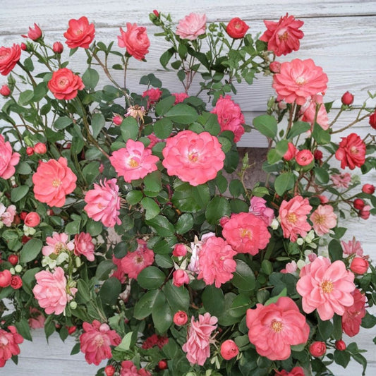 Coral Floribunda Rose Cuttings – 4 Fresh Rose Cuttings | Coral Rose Plant | Garden Flower Starter | Easy Propagation