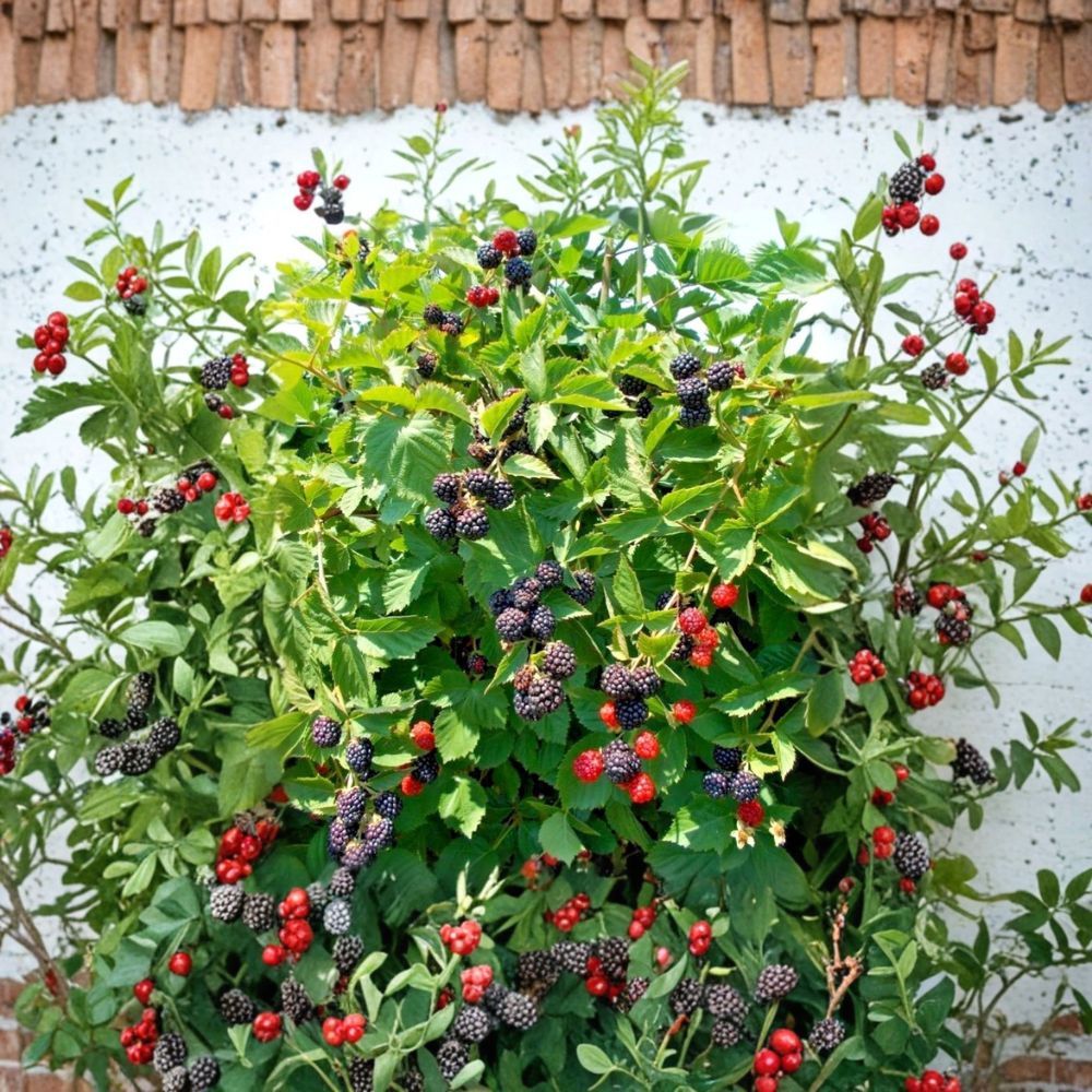 Triple Crown Thornless Blackberry Plants – Set of 4 Live Starter Plants | 4–10 Inches Tall | Sweet Juicy Berry Bush | High Yield Garden Fruit Plant